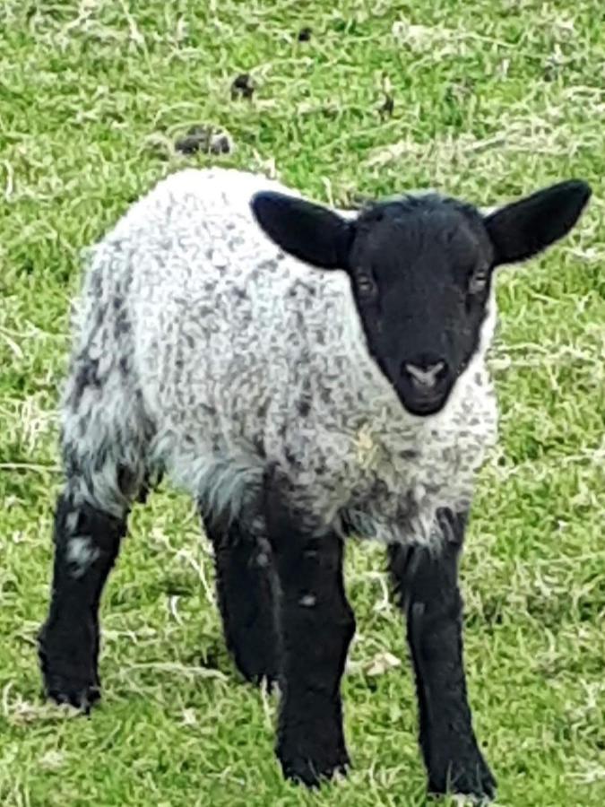 Swift Half Daire Ballyconnell  Dış mekan fotoğraf
